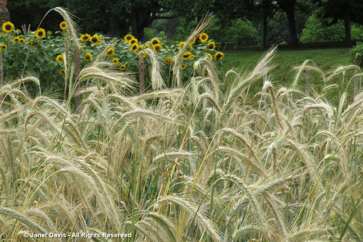 Wheat & Sunflowers-Monticello