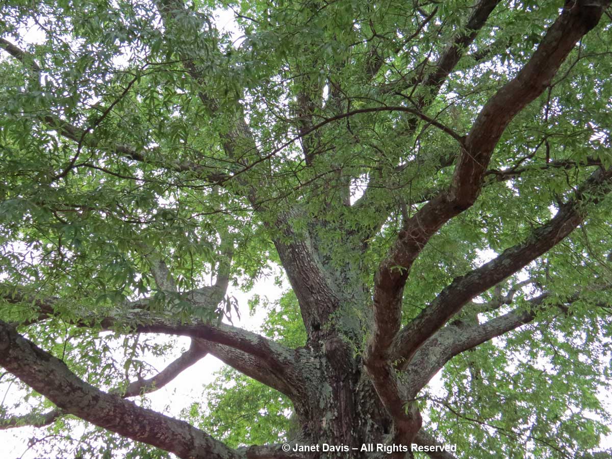 Willow oak-Quercus phellos