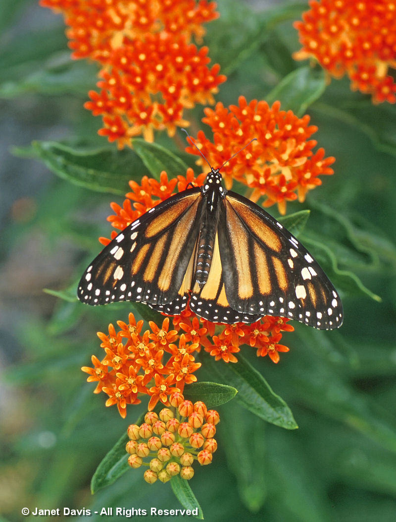 Asclepias-tuberosa-Monarch-butterfly