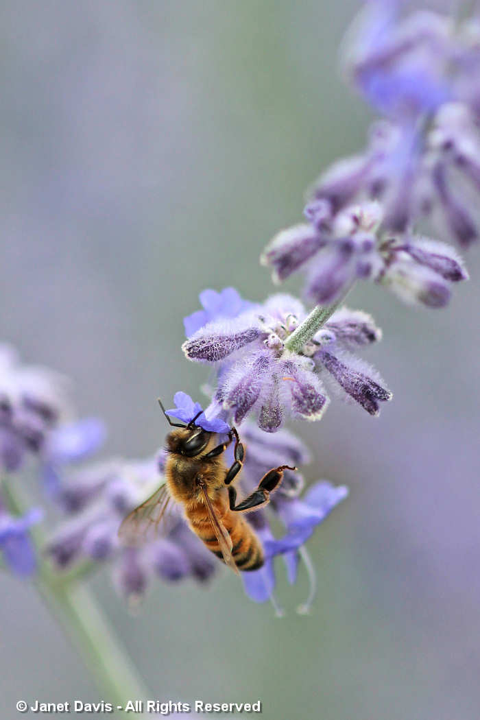 Bee on Perovskia atriplicifolia