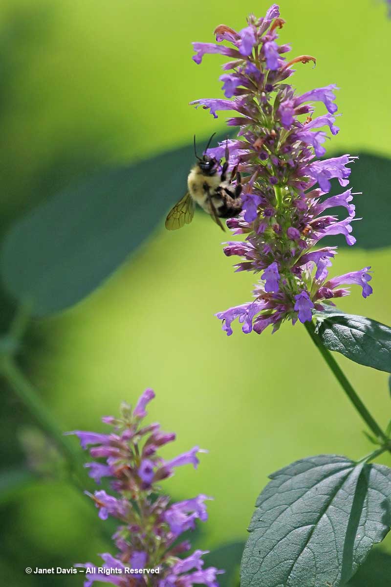 Bumble bee-Agastache 'Blue Boa'