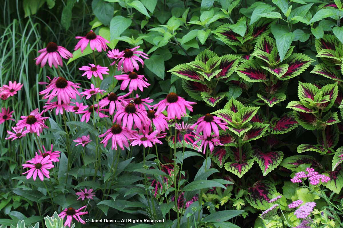 Echinacea & Coleus-Barbara Katz