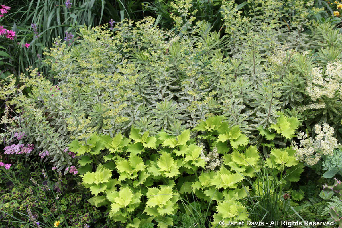 Euphorbia & Heuchera-Barbara Katz