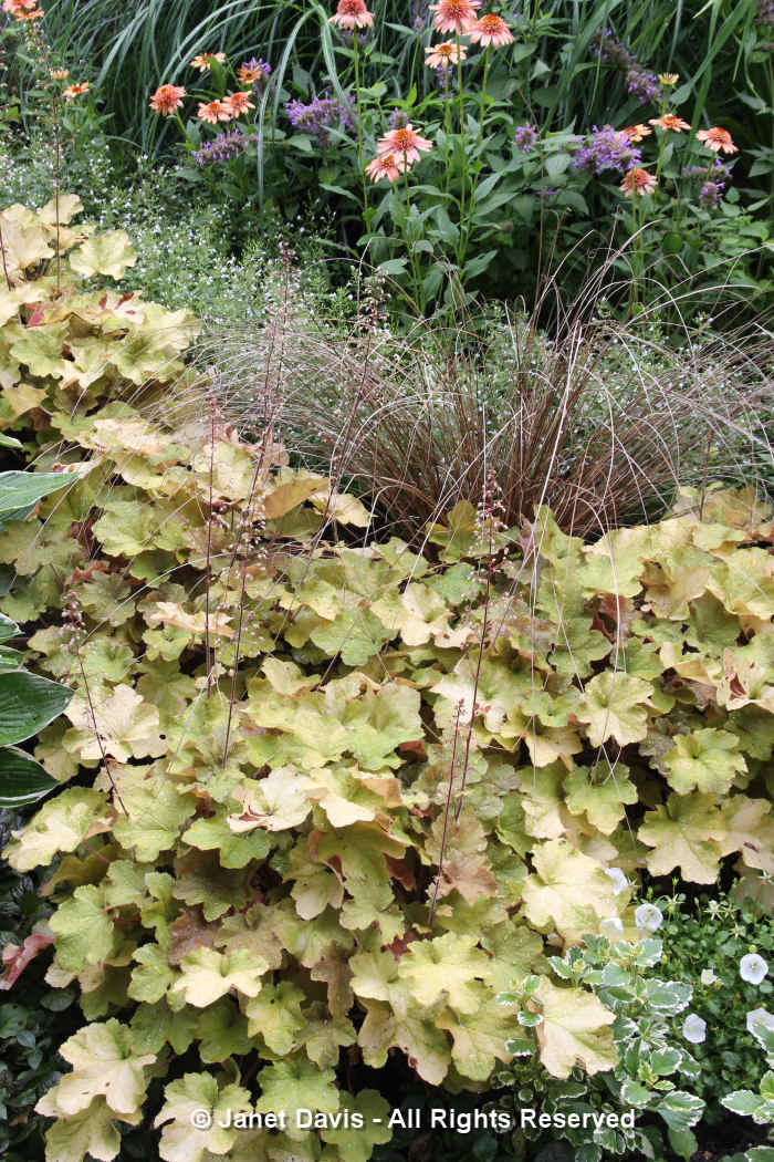 Heuchera & Carex-Barbara Katz