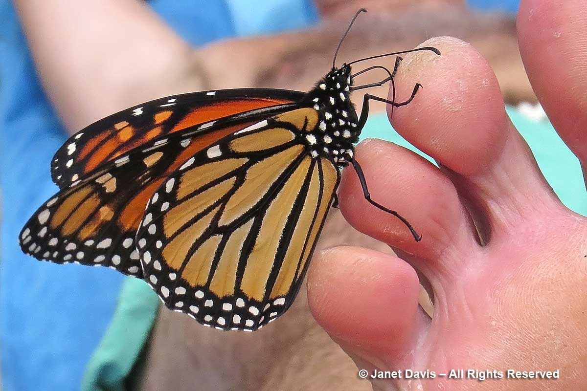 Monarch butterfly eating salt on toe-Lake Muskoka
