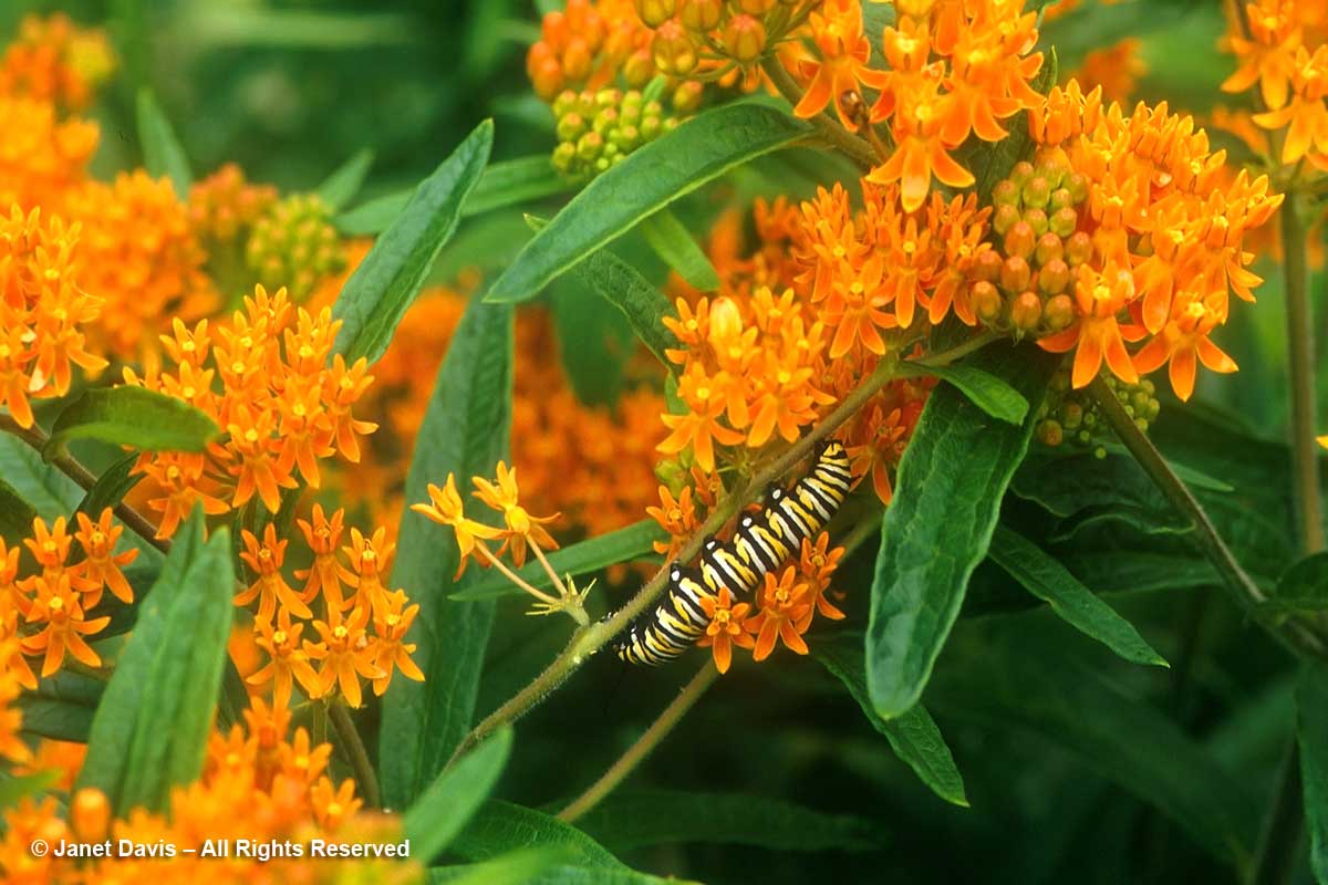 Monarch caterpillar on butterfly milkweed-Asclepias tuberosa