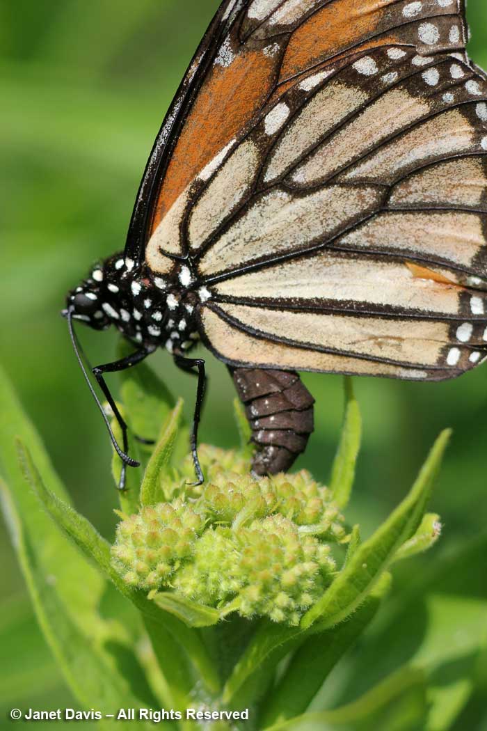 Monarch ovipositing on Asclepias tuberosa-butterfly milkweed