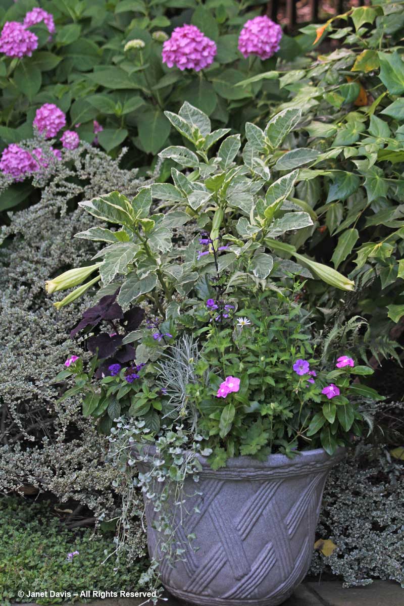 Pot-Brugmansia-Barbara Katz