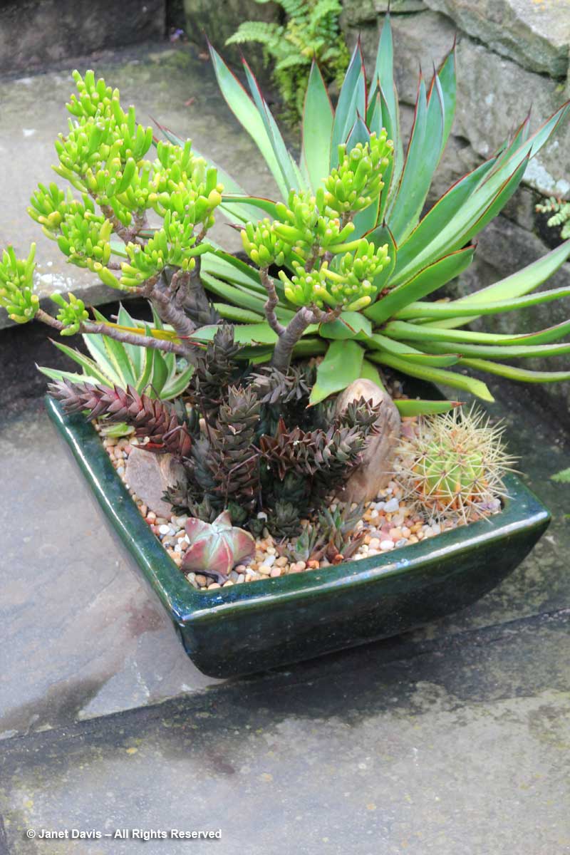 Succulents-Howard Katz-2