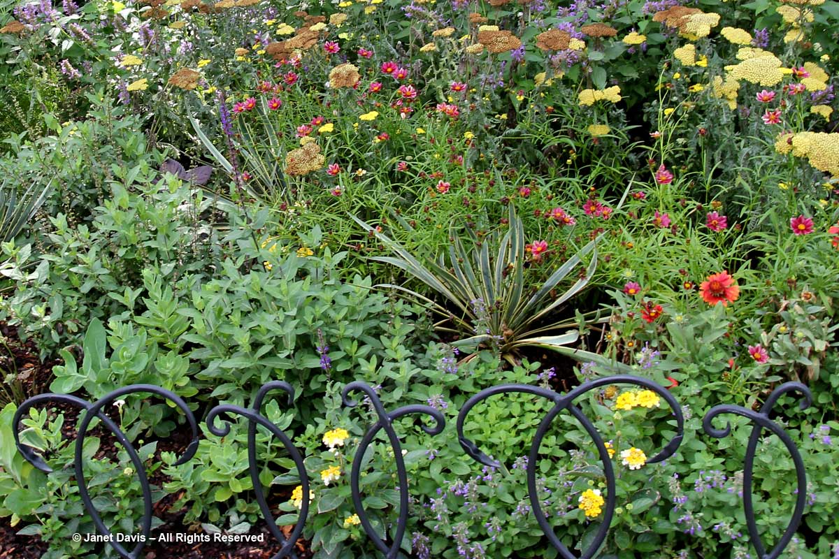 Sun-loving plants-Barbara Katz