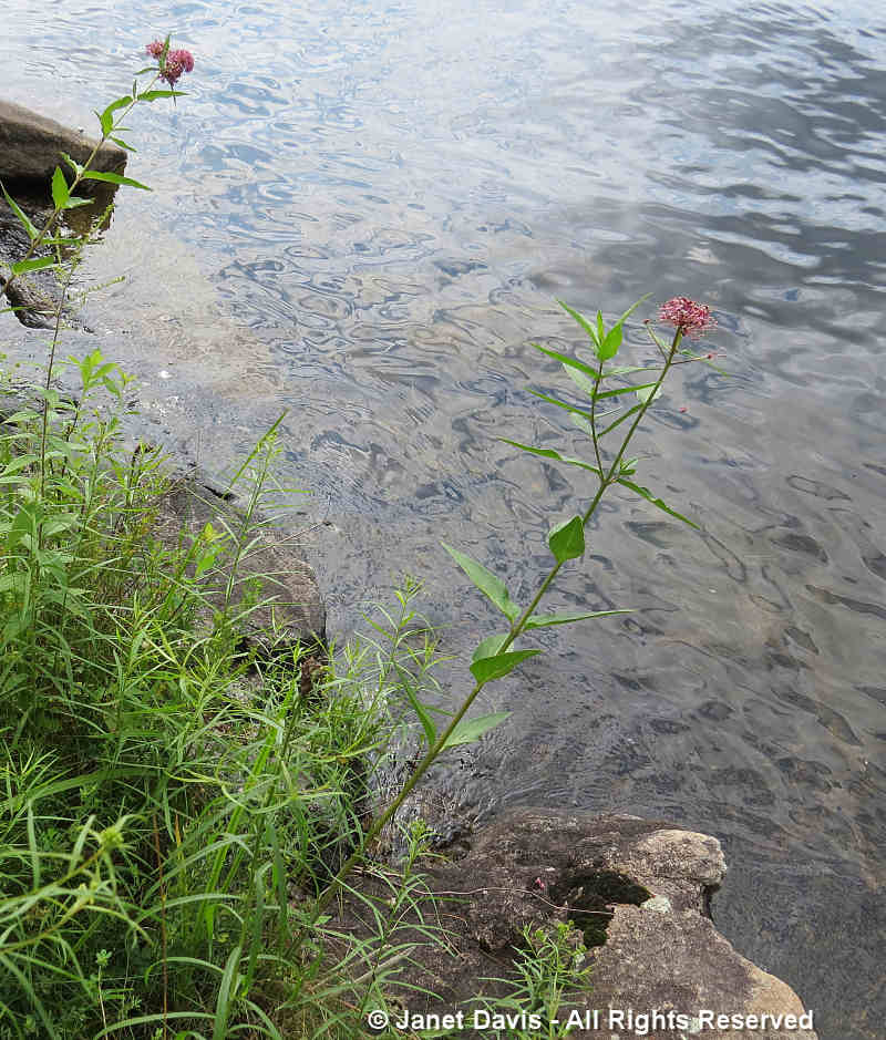 Swamp Milkweed-Asclepias incarnata-Lake Muskoka