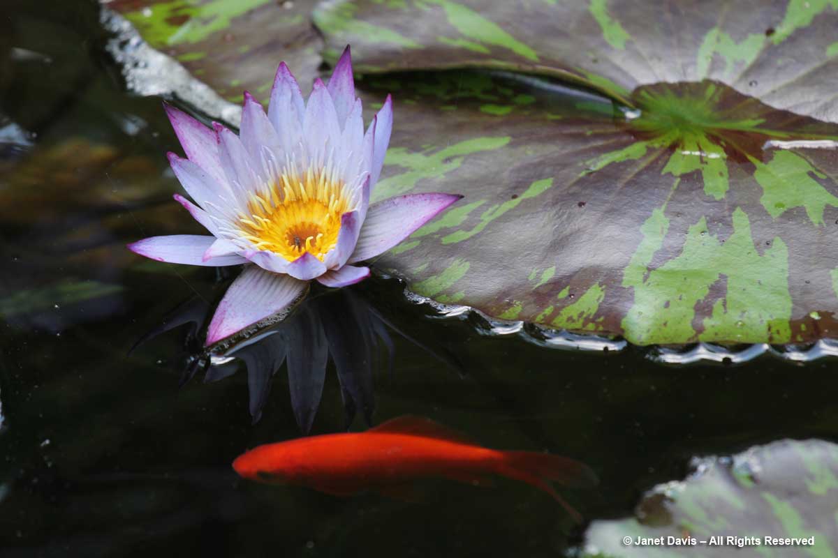 Waterlily & goldfish-Barbara Katz