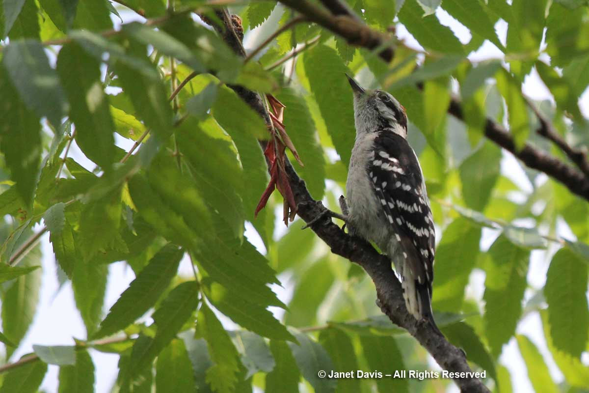 Woodpecker-staghorn sumac-Lake Muskoka