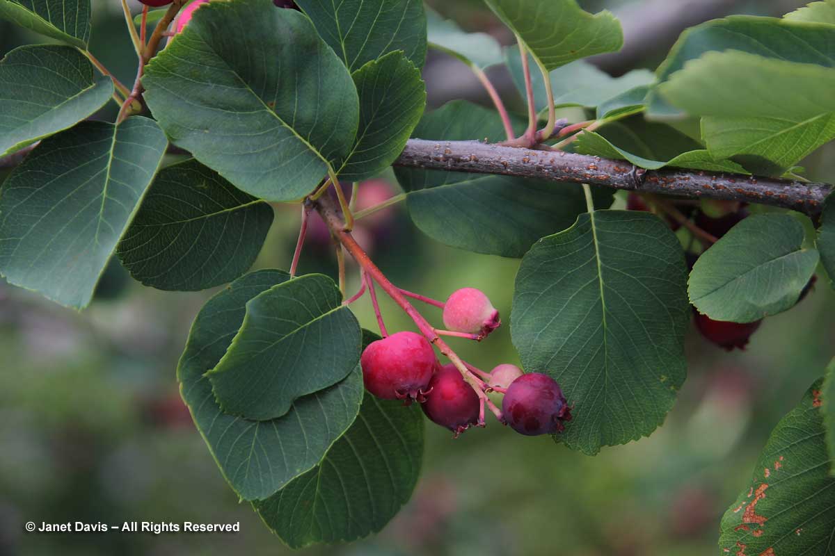 Amelanchier alnifolia-Saskatoon berry
