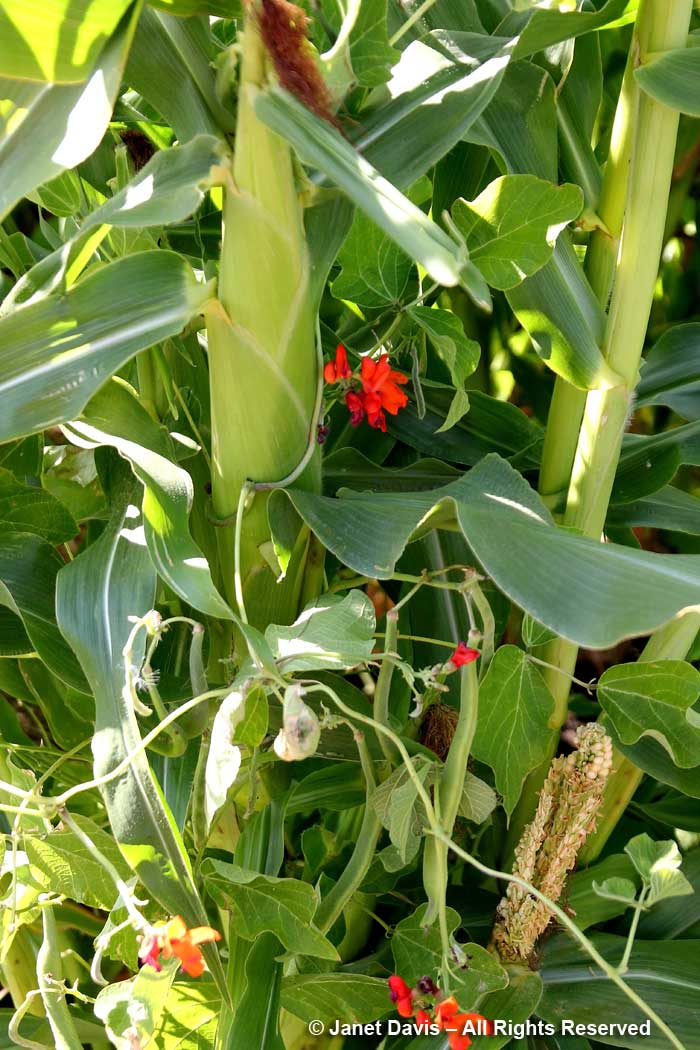 Beans climbing cornstalk-3 Sisters gardening-Wanuskewin