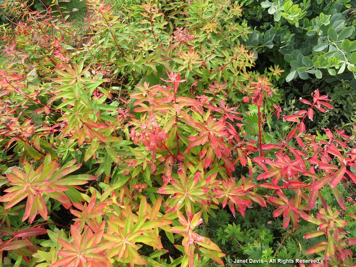 Euphorbia griffithi 'Fireglow'-fall colour