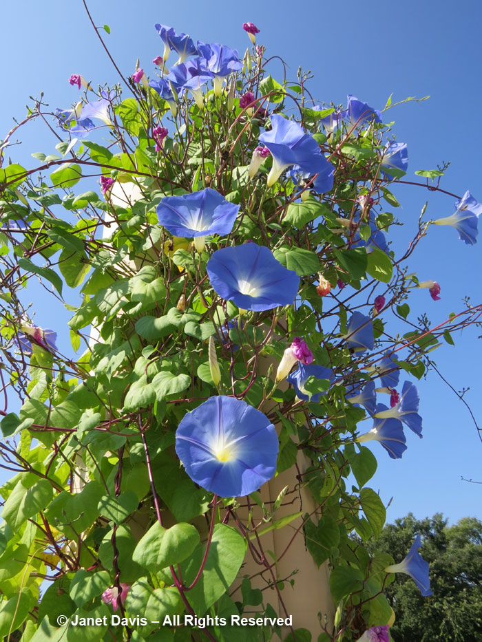 Ipomoea tricolor-Morning glory-Festival Theatre