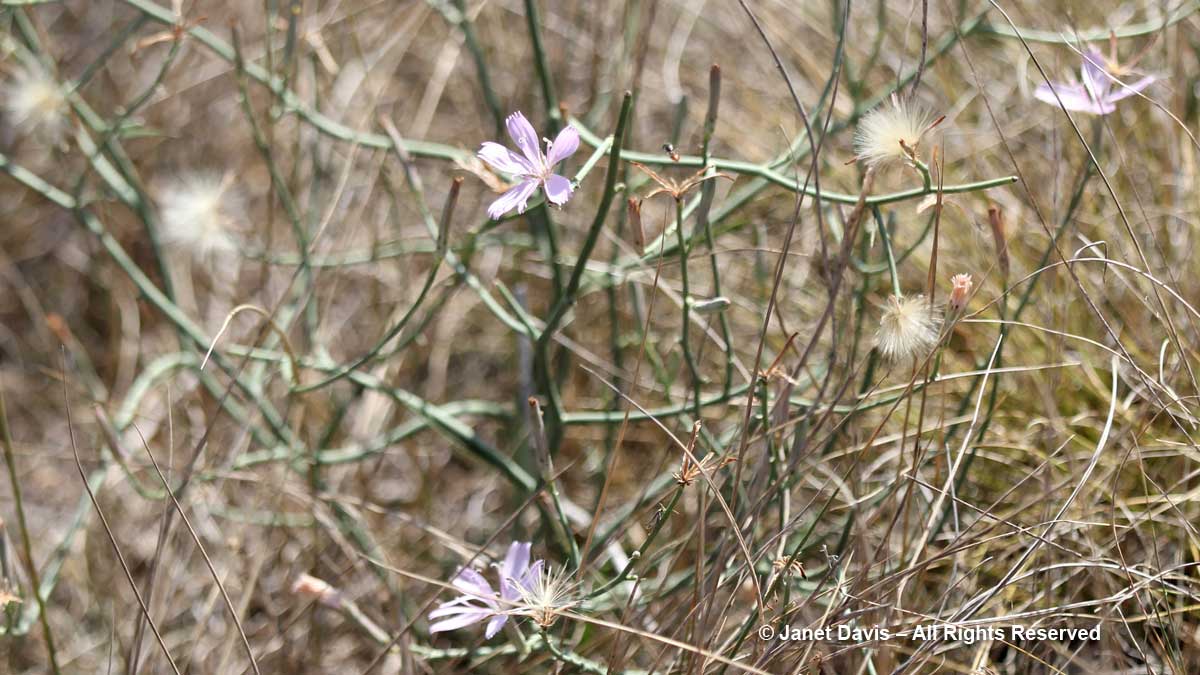 Rush-pink-Stephanomeria runcinata-Wanuskewin