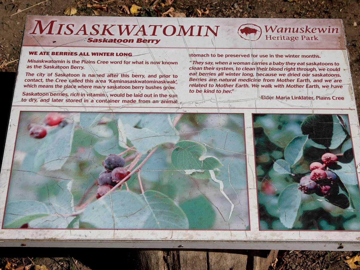 Saskatoonberry-Amelanchier alnifolia