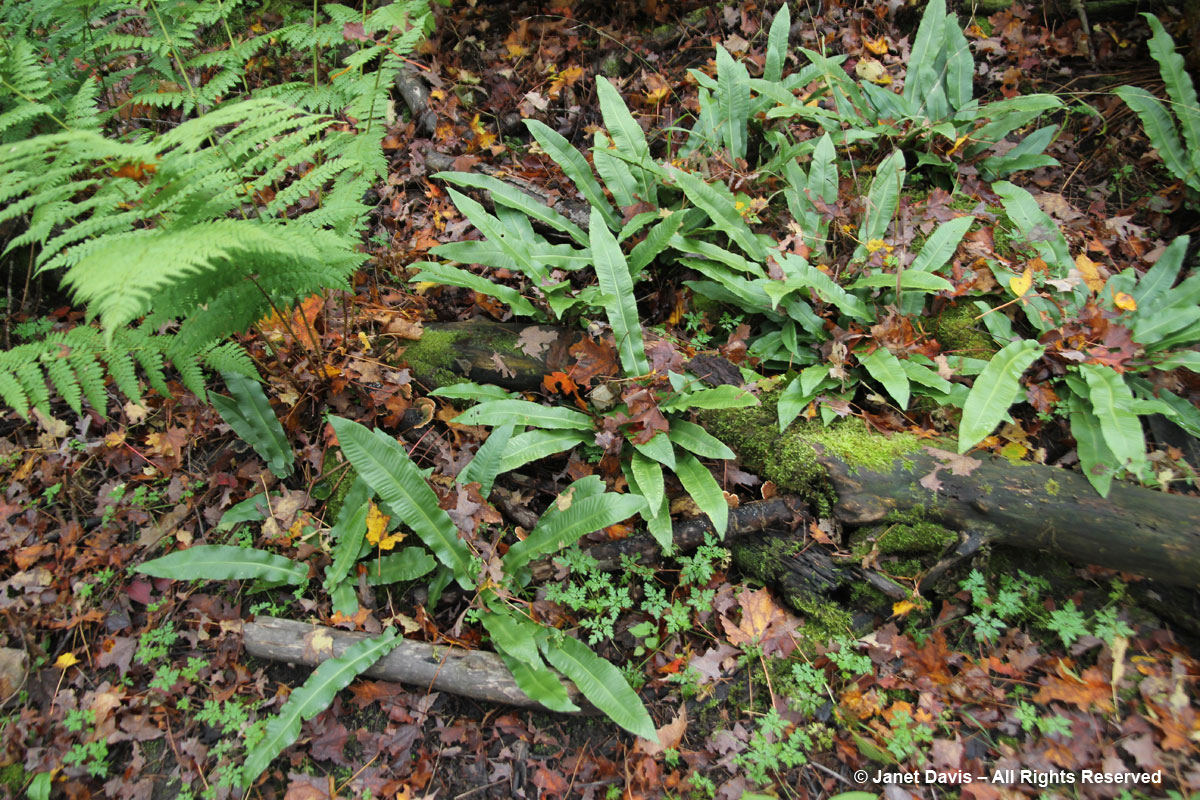 2014-harts-tongue ferns-Asplenium scolopendrium