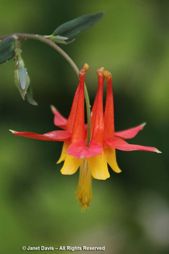 Aquilegia formosa-western columbine