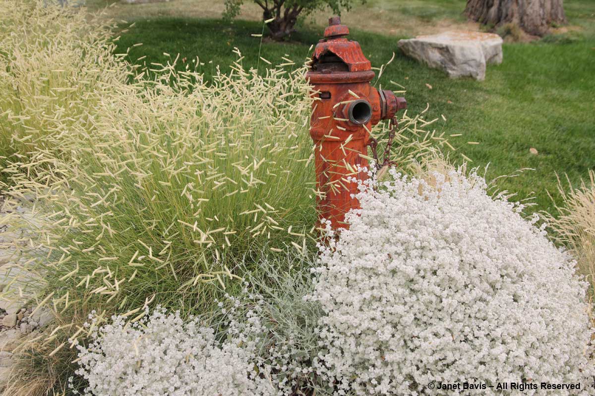 Bouteloua 'Blonde Ambition' & Eriogonum wrightii var. wrightii-Idaho Botanical