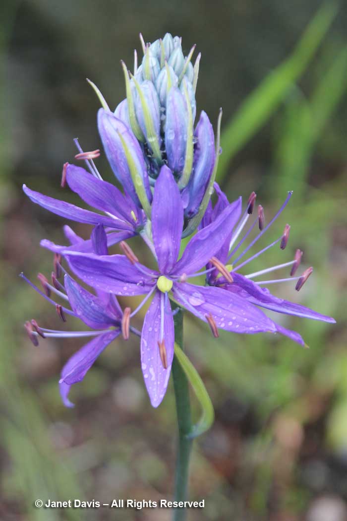 Camassia quamash-Camas lily