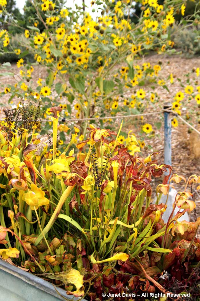 Carnivorous plants-Children's Adventure Garden-Idaho Botanical Garden