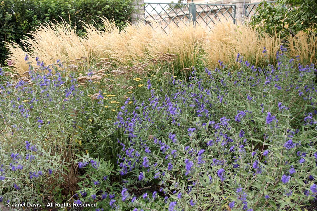 Caryopteris & Calamagrostis-Idaho Botanical Garden