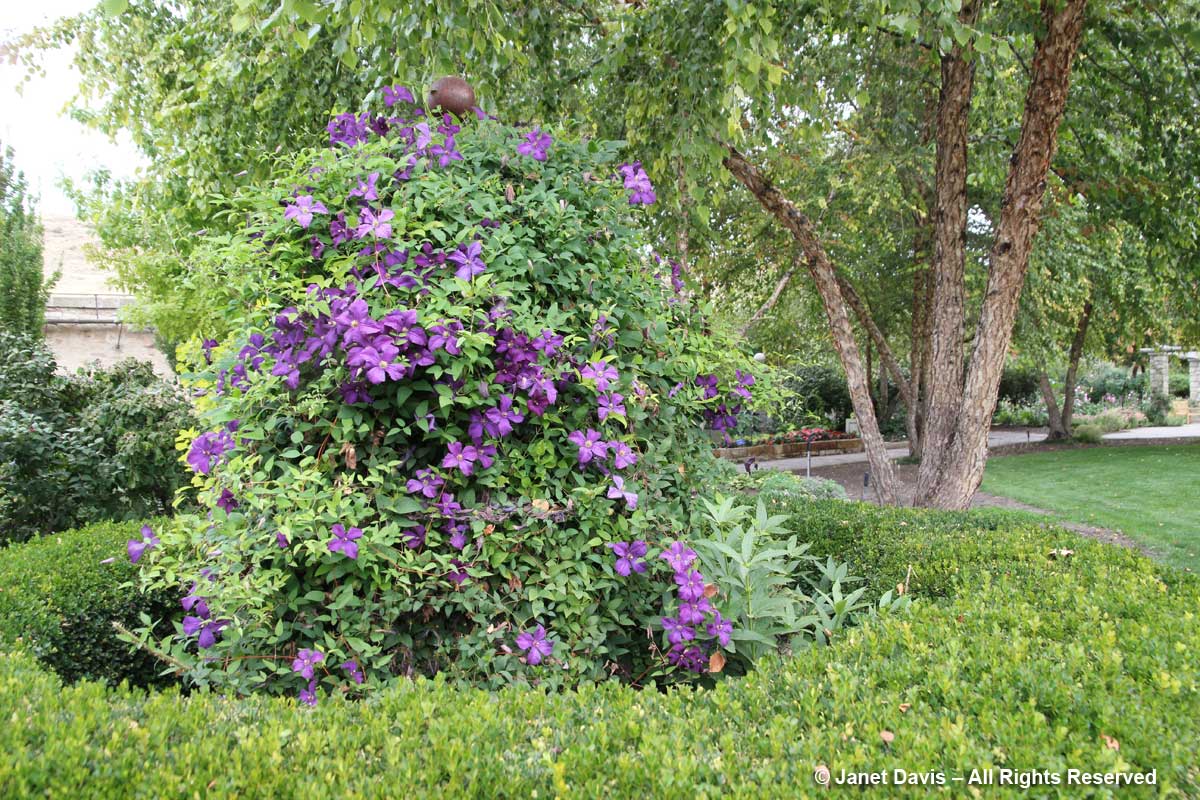 Clematis-English Garden-Idaho Botanical