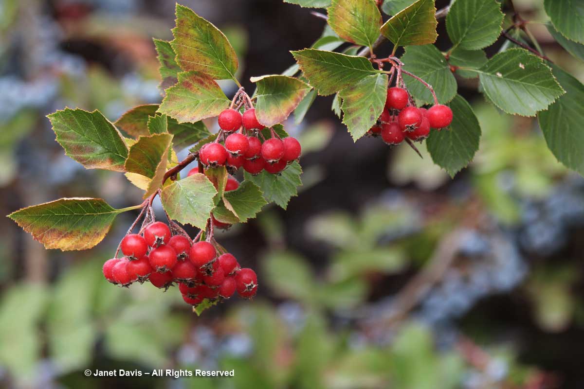 Crataegus douglasii-Douglas hawthorn