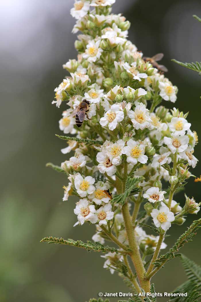 Fernbush-Chamaebatiaria millefolium