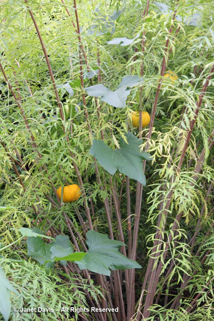Fernleaf elderberry & pumpkin vine-Idaho Botanical