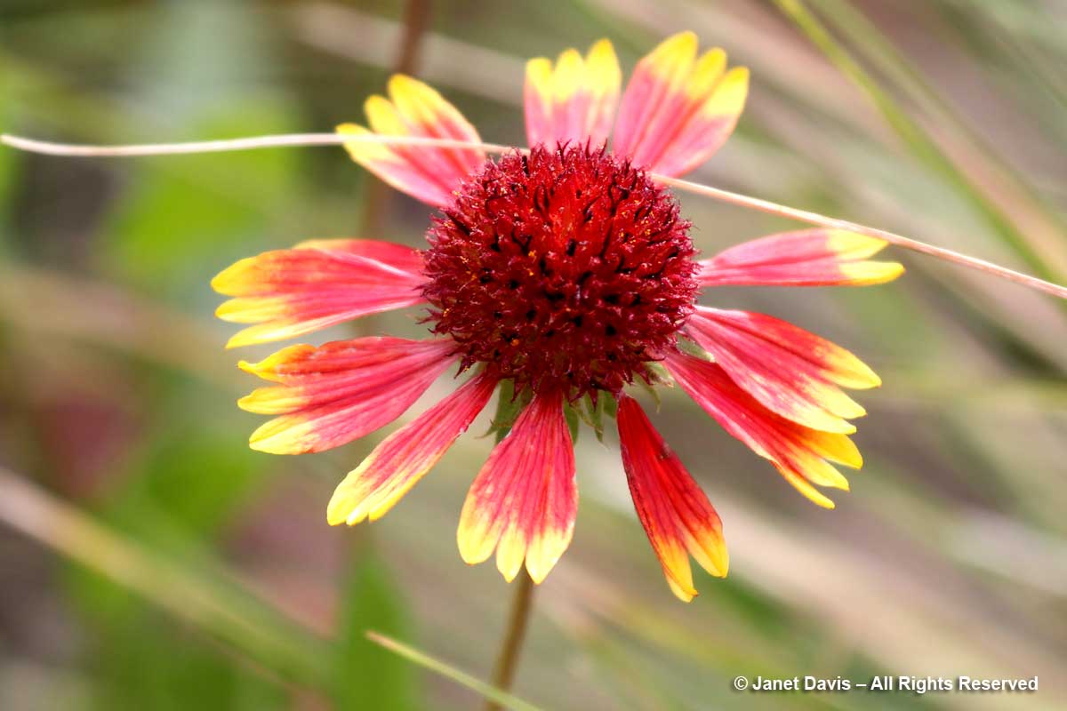 Gaillardia aristata-Great blanketflower-Lewis & Clark