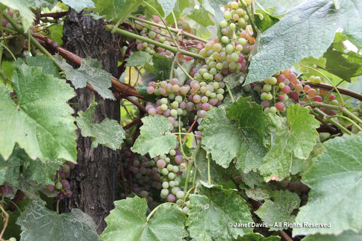 Grapes-Idaho Botanical