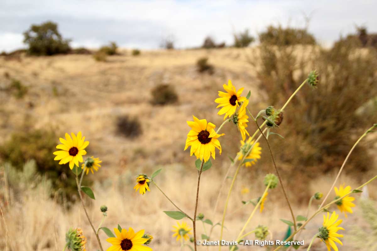 Helianthus-annuus-Idaho-Bot