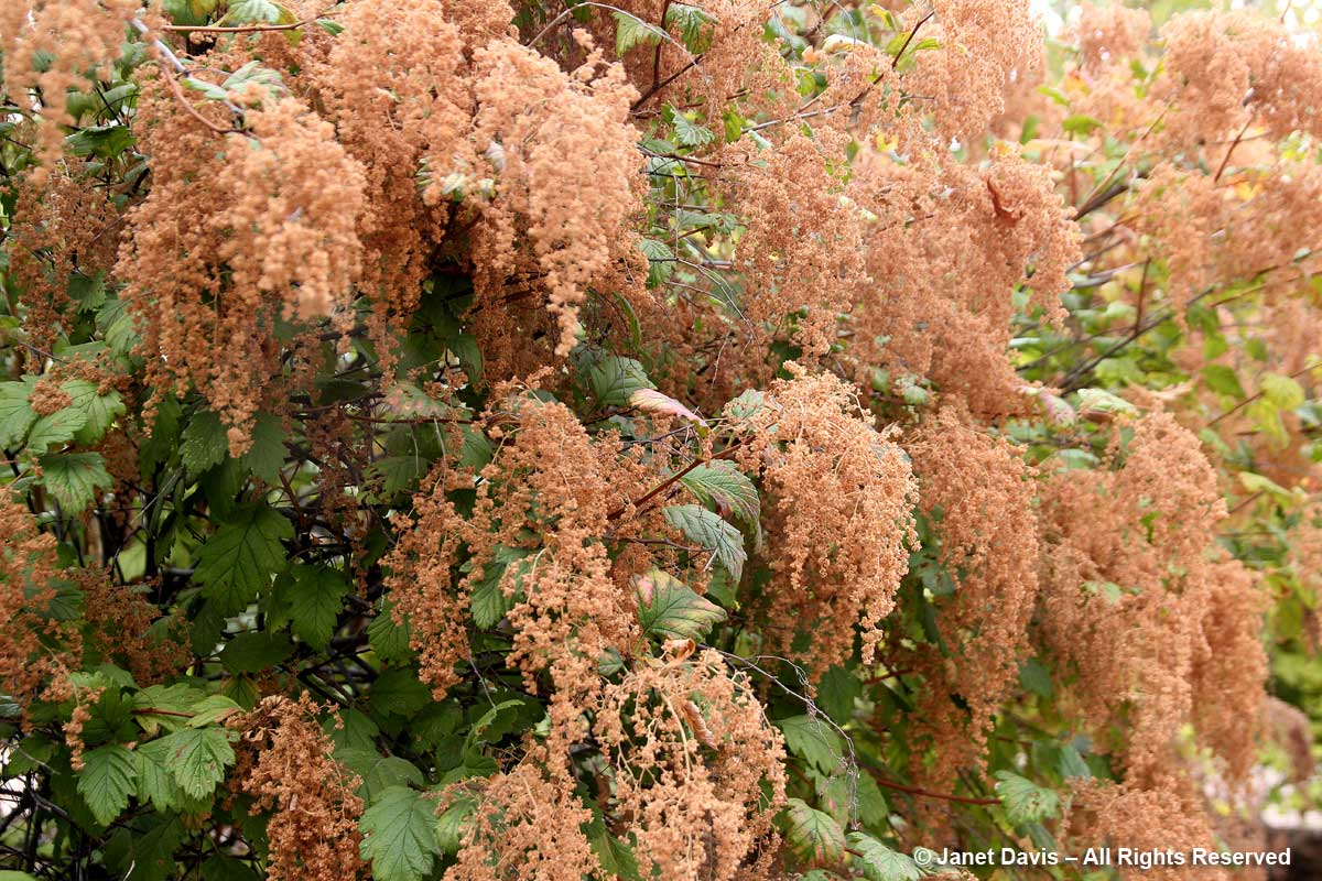 Holodiscus discolor-Oceanspray-Lewis & Clark-Idaho Botanical