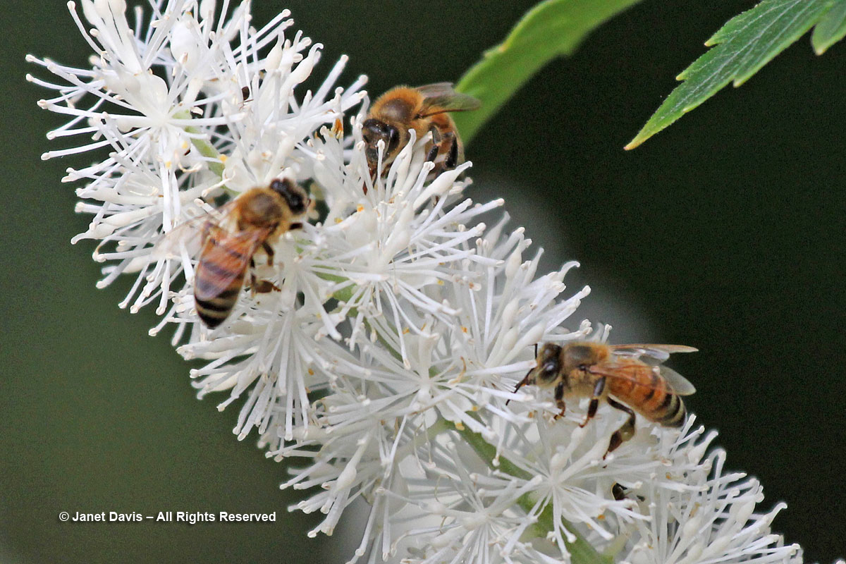 Honey bees-Apis mellifera-Actaea simplex-fall snaekroot