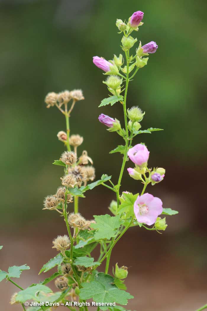 Iliamna rivularis-Streambank wild hollyhock-Idaho Botanical