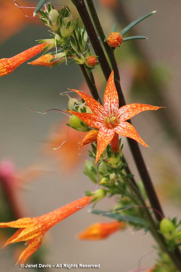 Ipomopsis aggregata-closeup-Scarlet gilia