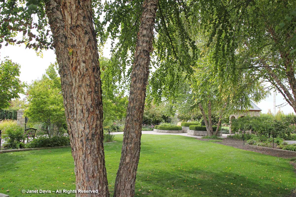 Katsura tree-Idaho Botanical