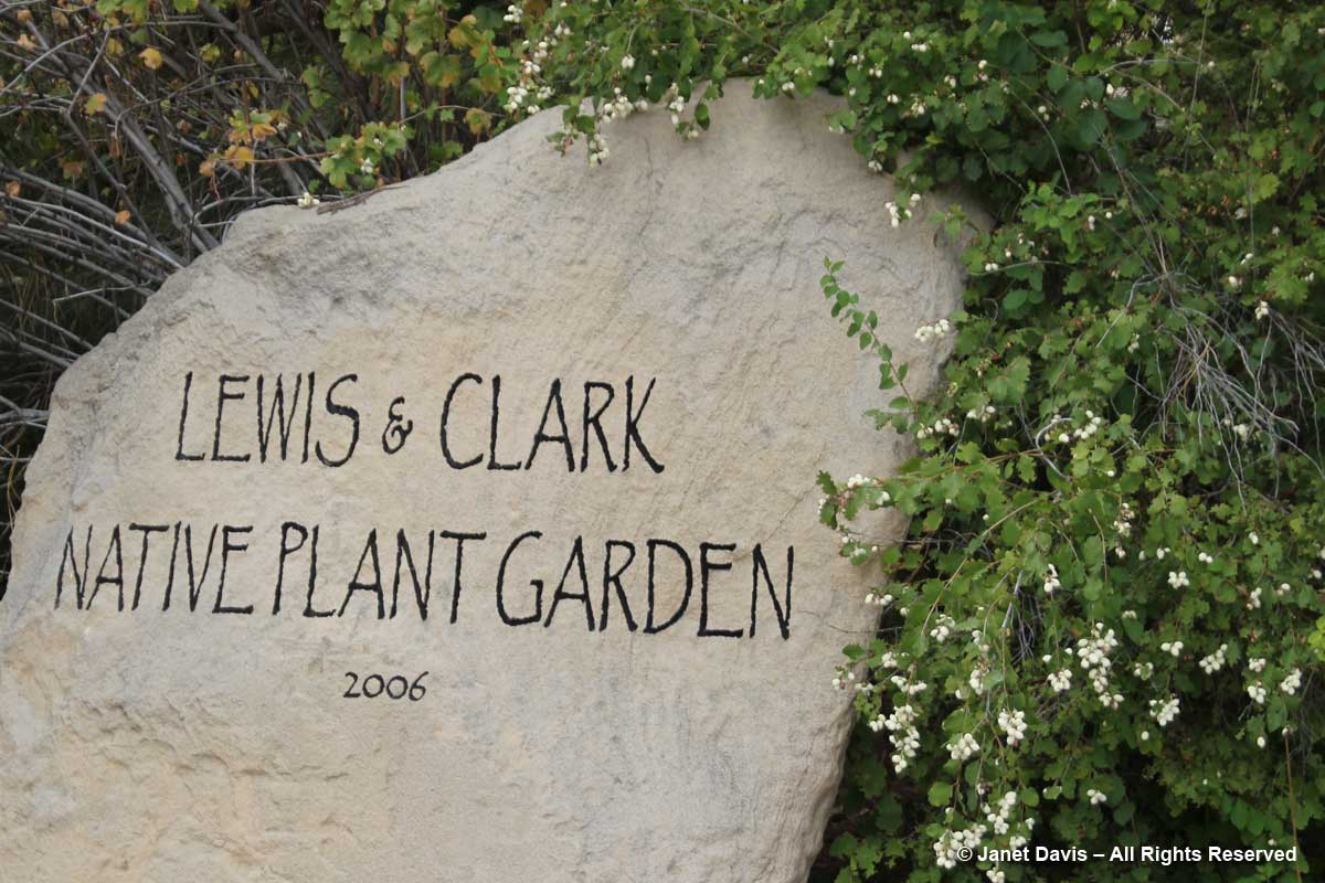 Lewis & Clark Native Plant Garden-snowberry-Idaho Botanical