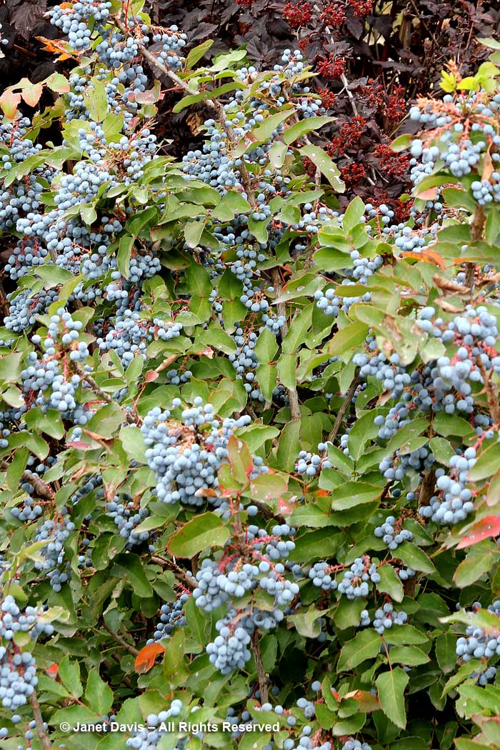 Mahonia aquefolium-Oregon grape