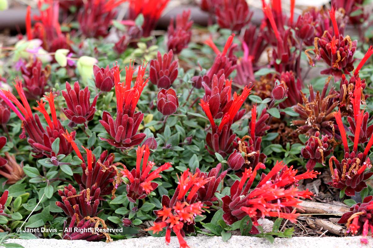 Monardella macrantha 'Marian Sampson'-Plant Select