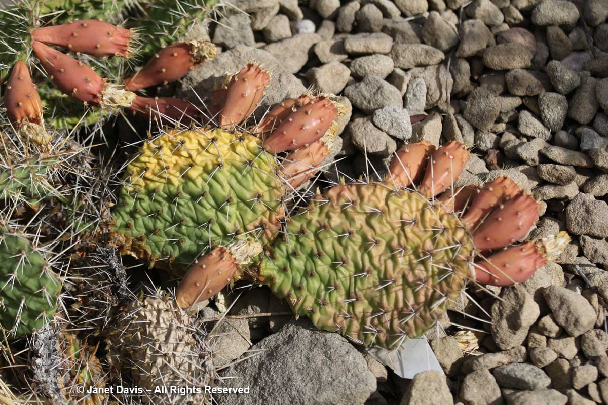 Opuntia polyacantha-Prickly pear-Lewis & Clark