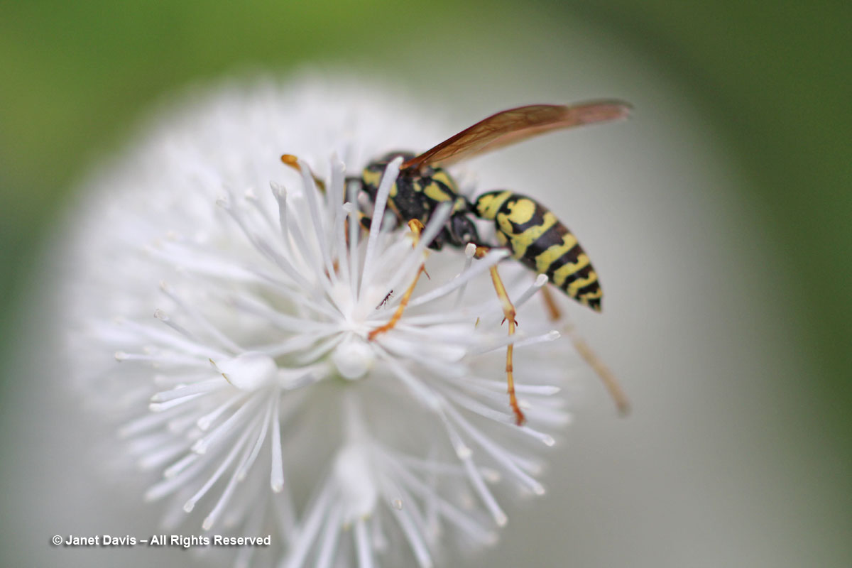 Paper wasp on fall snakeroot-Actaea simplex