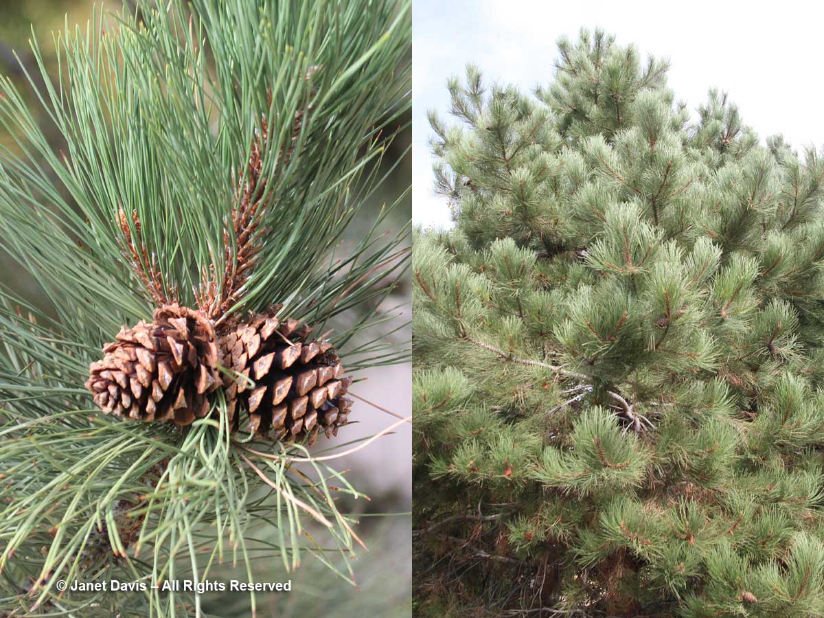 Pinus ponderosa-Lewis & Clark