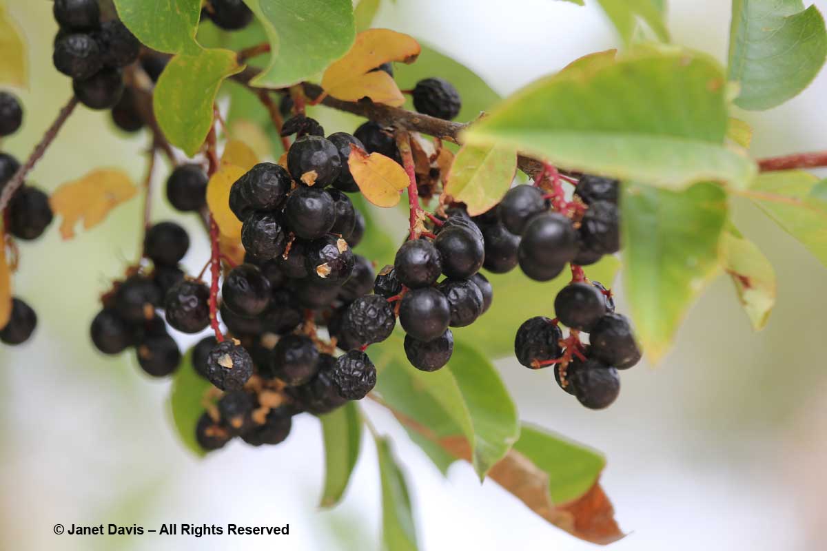 Prunus virginiana-Chokecherry-Lewis & Clark