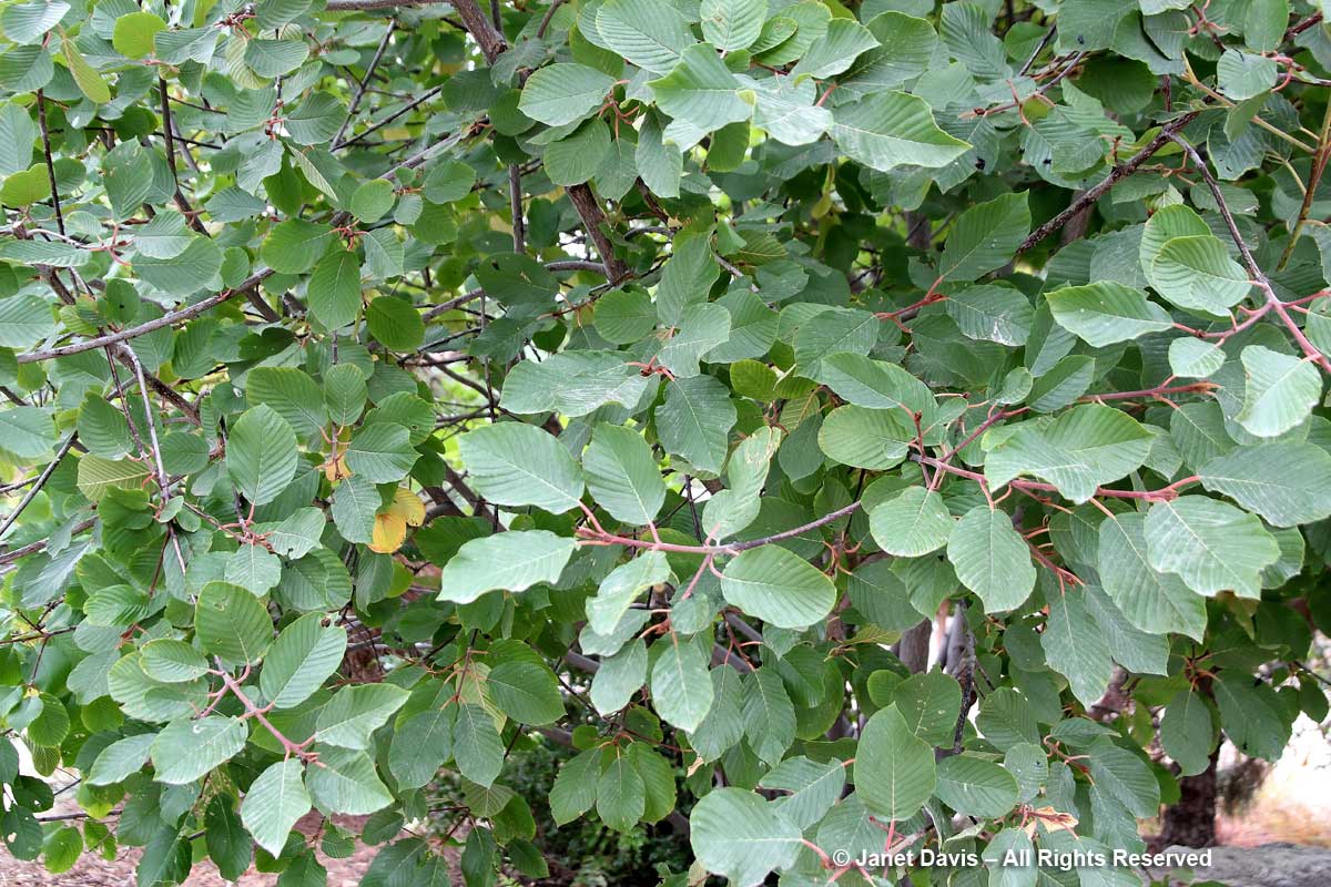 Rhamnus purshiana-Cascara buckthorn