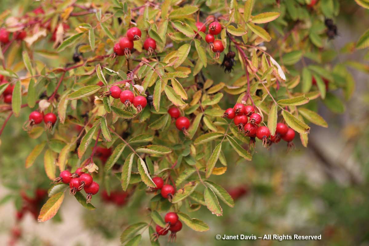 Rosa nutkana-Nootka rose-hips-Lewis & Clark